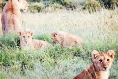 Lioness and cubs on the hunt