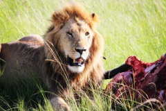 Lion protecting his kill