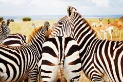 Zebras at National Park, Nairobi, Kenya
