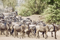 Wildebeest migrating, Maasai Mara