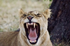 Lion yawning, Maasai, Mara