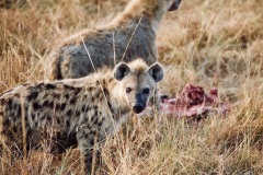 Hyenas, Maasai Mara