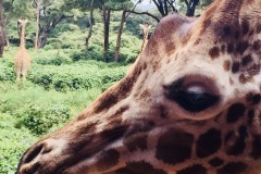 Giraffe at sanctuary, Nairobi, Kenya