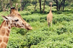 Giraffes at sanctuary in Nairobi, Kenya