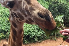 Giraffe at sanctuary in Nairobi, Kenya