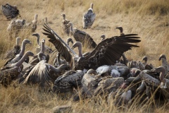 Lunch time during Great Migration