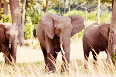Elephant herd, Amboseli