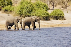 Elephants crossing Chobe River, Botswana