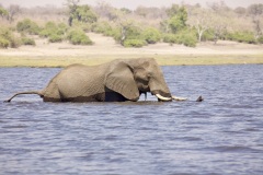 Elephant crossing Chobe River, Botswana