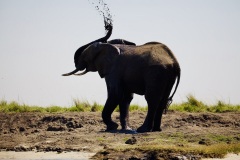 Elephant mud bath, Botswana