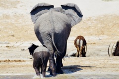 Elephants on Chobe River, Botswana