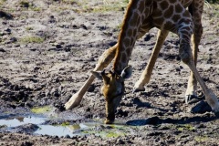 Giraffe, Chobe River in Botswana
