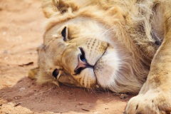 Lion cub, Zambia