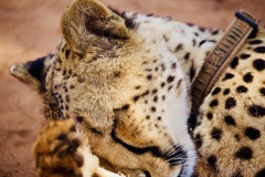Cheetah, Zambia