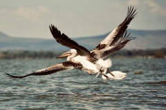 Beautiful birds in Lake Naivasha
