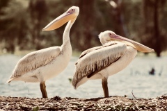 Beautiful birds at Lake Naivasha