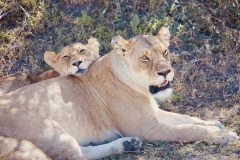Lion pack, Maasai Mara