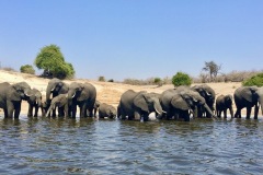 Elephants on Chobe River, Botswana