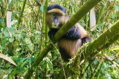 Golden Monkeys, Rwanda