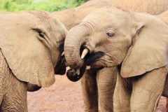 Elephant orphanage in Nairobi, Kenya