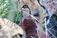 Cheetahs snacking on warthog