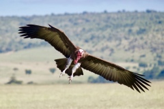 Vulture in the Mara