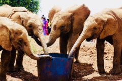 Elephants at orphanage, Nairobi, Kenya