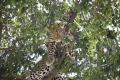 Leopard, Maasai Mara