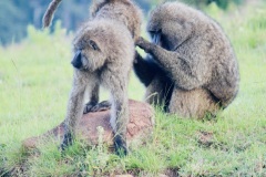 Baboons cleaning each other