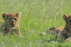 Lion cubs in Maasai Mara