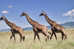 Giraffes on a stroll, Maasai Mara