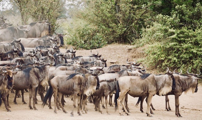 Safari in Kenya