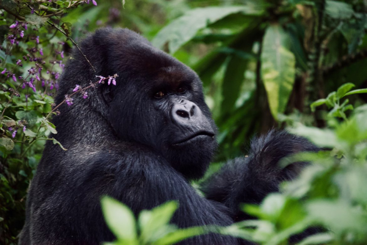 Gorilla Trekking in Rwanda